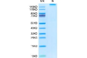Rhesus macaque HLA-G complex Tetramer on Tris-Bis PAGE under Non reducing (N) condition. (HLAG Protein (AA 25-305, Tetramer) (His-Avi Tag,Peptide (RIIPRHLQL)))