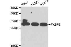 Western blot analysis of extracts of various cell lines, using FKBP3 antibody. (FKBP3 抗体)