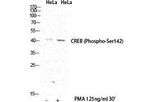 Western Blot (WB) analysis of specific cells using Phospho-CREB-1 (S142) Polyclonal Antibody. (CREB1 抗体  (pSer142))