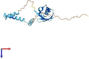 UBL4B Protein (AA 1-174) (His tag)