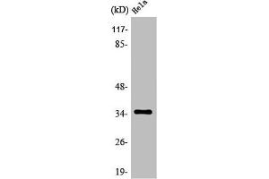 Western Blot analysis of HepG2 cells using Olfactory receptor 6C3 Polyclonal Antibody (OR6C3 抗体  (C-Term))