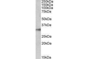 AP23237PU-N NEK7 antibody staining of Human Lung lysate at 0. (NEK7 抗体  (C-Term))