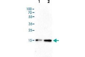 Western Blot (Cell lysate) analysis of (1) 25 ug whole cell extracts of Hela cells, (2) 15 ug histone extracts of Hela cells. (HIST1H3A 抗体  (acLys4))