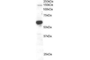 Image no. 1 for anti-Rac GTPase Activating Protein 1 (RACGAP1) (AA 620-632) antibody (ABIN296796) (RACGAP1 抗体  (AA 620-632))