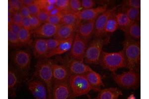 Immunofluorescence staining of methanol-fixed MCF7 cells using VEGFR2(Phospho-Tyr951) Antibody. (VEGFR2/CD309 抗体  (pTyr951))
