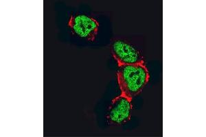 Confocal immunofluorescent analysis of HDAC2 Antibody (C-term) (ABIN6242378 and ABIN6577318) with 293 cell followed by Alexa Fluor 488-conjugated goat anti-rabbit lgG (green). (HDAC2 抗体  (C-Term))