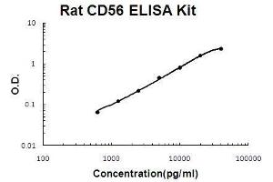 Rat NCAM1/CD56 PicoKine ELISA Kit standard curve (CD56 ELISA 试剂盒)