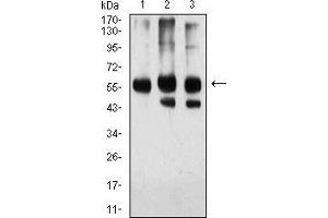 Western blot analysis using KPNA2 mouse mAb against Hela (1), HEK293 (2), and NIH/3T3 (3) cell lysate. (KPNA2 抗体  (AA 1-530))