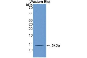 Western Blotting (WB) image for anti-Platelet Factor 4 (PF4) (AA 30-105) antibody (Biotin) (ABIN1172511) (PF4 抗体  (AA 30-105) (Biotin))