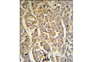 DCD Antibody (RB18706) IHC analysis in formalin fixed and paraffin embedded human skin tissue followed by peroxidase conjugation of the secondary antibody and DAB staining. (Dermcidin 抗体  (C-Term))