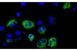 Immunofluorescent staining of COS7 cells transiently transfected with recombinant CISD1 protein using CISD1 antibody (CISD1 抗体)
