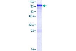 KLC2 Protein (AA 1-622) (GST tag)