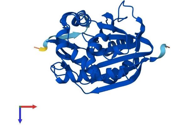 INMT Protein (AA 1-264) (His tag)