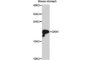 Western blot analysis of extracts of mouse stomach, using GKN1 antibody (ABIN6293092) at 1:3000 dilution. (Gastrokine 1 抗体)