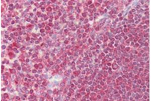Anti-EGR3 antibody IHC staining of human spleen. (EGR3 抗体  (AA 35-84))