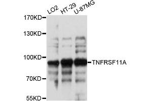 Western blot analysis of extracts of various cell lines, using TNFRSF11A antibody. (TNFRSF11A 抗体)