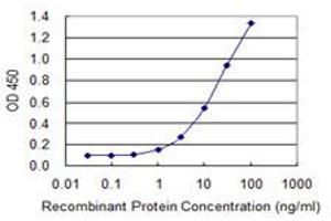Detection limit for recombinant GST tagged FOXP2 is 0. (FOXP2 抗体  (AA 616-715))