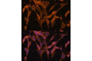 Immunofluorescence analysis of NIH/3T3 cells using UBQLNL antibody (ABIN7271125) at dilution of 1:100. (UBQLNL 抗体  (AA 176-475))