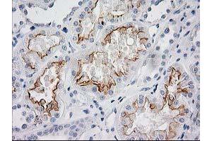 Image no. 10 for anti-BAI1-Associated Protein 2 (BAIAP2) antibody (ABIN1496805) (BAIAP2 抗体)