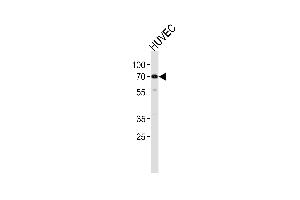 Western blot analysis in HUVEC cell line lysates (35ug/lane). (ORC2 抗体  (AA 208-237))