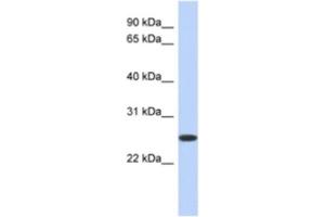 Western Blotting (WB) image for anti-Flavin Reductase (BLVRB) antibody (ABIN2463954) (BLVRB 抗体)