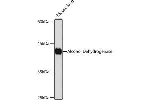 Western blot analysis of extracts of Mouse lung, using Alcohol Dehydrogenase Rabbit mAb (ABIN7265529) at 1:1000 dilution. (ADH1A 抗体)