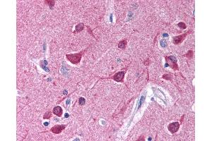 Anti-Gi Alpha 1/2 antibody IHC of human brain, cortex. (Gi alpha 1/2 (AA 345-354) 抗体)