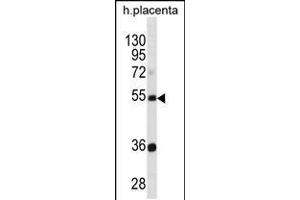 Western blot analysis in human placenta tissue lysates (35ug/lane). (Tektin 3 抗体  (N-Term))