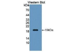 Western Blotting (WB) image for anti-WNT1 Inducible Signaling Pathway Protein 1 (WISP1) (AA 216-347) antibody (ABIN1176562) (WISP1 抗体  (AA 216-347))