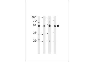 HINFP Antibody (Center) (ABIN656553 and ABIN2845815) western blot analysis in 293 cell line,human placenta,mouse brain and spleen tissue lysates (35 μg/lane). (HINFP 抗体  (AA 317-346))