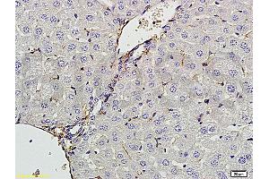 Formalin-fixed and paraffin embedded rat liver tissue labeled with Anti-CXCL13 Polyclonal Antibody, Unconjugated (ABIN706691) at 1:200 followed by conjugation to the secondary antibody and DAB staining (CXCL13 抗体  (AA 23-109))