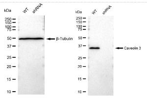 Western blotting analysis using Caveolin 3 antibody (ABIN7797947).