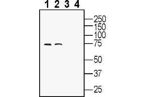 Western blot analysis of rat brain lysates (lanes 1 and 3) and mouse brain lysates (lanes 2 and 4):1-2.