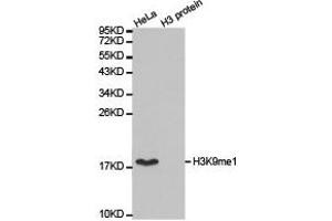 Western blot analysis of extracts of HeLa cell line and H3 protein expressed in E. (Histone 3 抗体  (H3K9me))