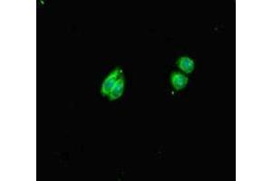 Immunofluorescent analysis of HepG2 cells using ABIN7155018 at dilution of 1:100 and Alexa Fluor 488-congugated AffiniPure Goat Anti-Rabbit IgG(H+L) (HS6ST1 抗体  (AA 3-133))
