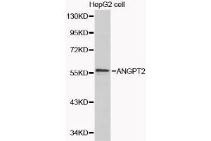 Western blot analysis of extracts of various cell lines, using ANGPT2 antibody. (Angiopoietin 2 抗体  (AA 197-496))