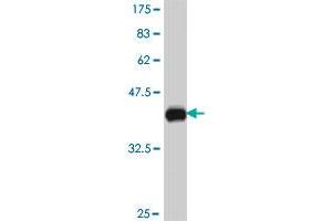 Western Blot detection against Immunogen (36. (EWSR1 抗体  (AA 358-453))