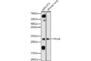 Western blot analysis of extracts of various cell lines, using RhoA antibody (ABIN3020848, ABIN3020849, ABIN3020850 and ABIN6213755) at 1:1000 dilution. (RHOA 抗体  (C-Term))
