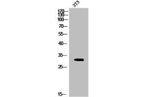 Western Blot analysis of 3T3 cells using Phospho-20S Proteasome α3 (S250) Polyclonal Antibody (PSMA3 抗体  (pSer250))