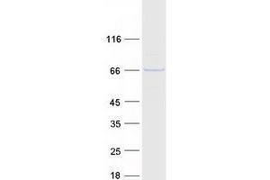 Western Blotting (WB) image for F-Box Protein 3 (FBXO3) (Transcript Variant 1) protein (Myc-DYKDDDDK Tag) (ABIN2720952)