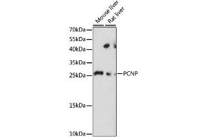 Western blot analysis of extracts of various cell lines, using PCNP antibody. (PCNP 抗体)