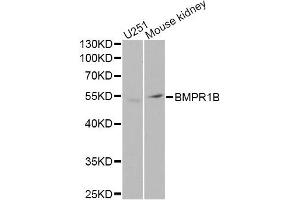 Western blot analysis of extracts of various cell lines, using BMPR1B Antibody (ABIN5971046) at 1/1000 dilution. (BMPR1B 抗体)