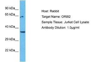 Host: Rabbit Target Name: OR8I2 Sample Type: Jurkat Whole Cell lysates Antibody Dilution: 1.