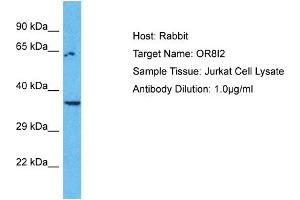 Host: Rabbit Target Name: OR8I2 Sample Type: Jurkat Whole Cell lysates Antibody Dilution: 1. (OR8I2 抗体  (C-Term))