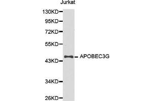 Western blot analysis of extracts of Jurkat cell line, using APOBEC3G antibody. (APOBEC3G 抗体  (AA 60-330))