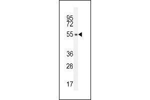 SLC35E2 antibody  (N-Term)