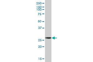 GCLM MaxPab polyclonal antibody. (GCLM 抗体  (AA 1-274))