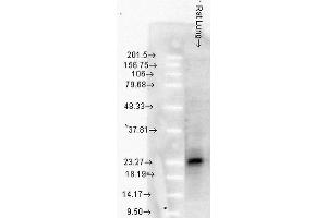 Western Blot analysis of Rat Lung tissue lysates showing detection of Hsp27 protein using Mouse Anti-Hsp27 Monoclonal Antibody, Clone 8A7 . (HSP27 抗体  (Biotin))