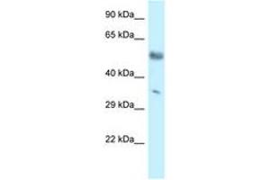 Image no. 1 for anti-Mohawk Homeobox (MKX) (C-Term) antibody (ABIN6747570) (MKX 抗体  (C-Term))