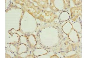 Immunohistochemistry of paraffin-embedded human kidney tissue using ABIN7165366 at dilution of 1:100 (FAM118A 抗体  (AA 51-357))